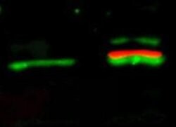 AKT Polyclonal Antibody, Rockland:Antibodies:Primary Antibodies
