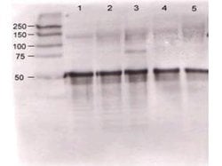 Angiopoietin 1 Polyclonal Antibody, Rockland:Antibodies:Primary Antibodies