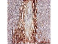 Osteopontin Polyclonal Antibody, Rockland:Antibodies:Primary Antibodies