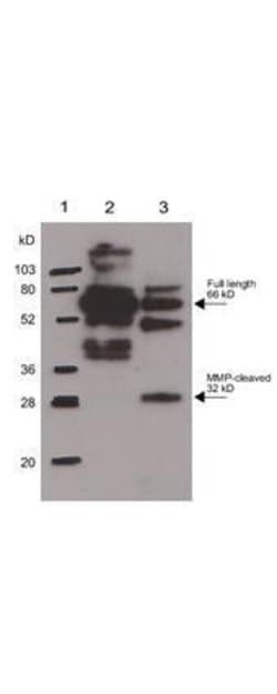 Osteopontin Polyclonal Antibody, Rockland:Antibodies:Primary Antibodies