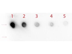 NOTCH 1 Polyclonal Antibody, Rockland 25 &mu;L; Unconjugated:Antibodies,