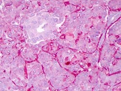 NOTCH 1 Polyclonal Antibody, Rockland 25 &mu;L; Unconjugated:Antibodies,