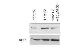 NOTCH 1 Polyclonal Antibody, Rockland 25 &mu;L; Unconjugated:Antibodies,