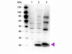 Phospho-Myosin (Ser19, Ser20)Rabbit anti-Human, Polyclonal, Rockland 100