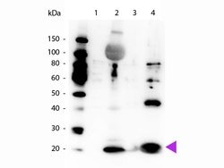 Phospho-Myosin (Ser19, Ser20)Rabbit anti-Human, Polyclonal, Rockland 100