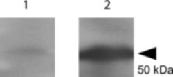 Tetanus Toxic Fragment C Polyclonal Antibody, Rockland:Antibodies:Primary