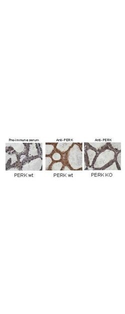 PERKRabbit anti-Mouse, Polyclonal, Rockland 100 &mu;L; Unconjugated:Antibodies,