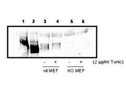 PERKRabbit anti-Mouse, Polyclonal, Rockland 100 &mu;L; Unconjugated:Antibodies,