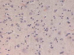 Kinesin-1 Polyclonal Antibody, Rockland:Antibodies:Primary Antibodies