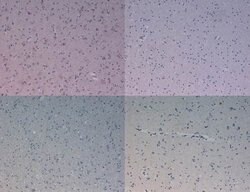 Kinesin-1 Polyclonal Antibody, Rockland:Antibodies:Primary Antibodies