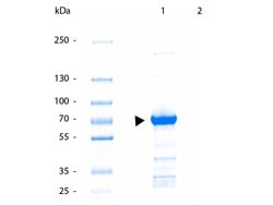 Kinesin-1 Polyclonal Antibody, Rockland:Antibodies:Primary Antibodies