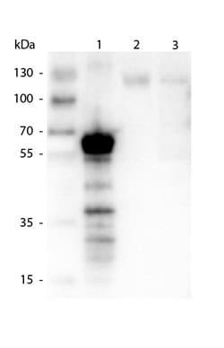 Kinesin-1 Polyclonal Antibody, Rockland:Antibodies:Primary Antibodies
