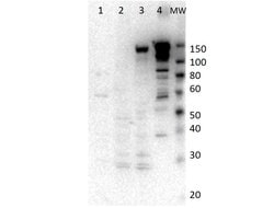 Myosin-6 Polyclonal Antibody, Rockland:Antibodies:Primary Antibodies
