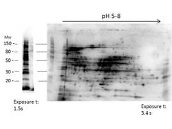 HMW E.Coli Host Cell ProteinsRabbit anti-Bacteria, Polyclonal, Rockland 100 &mu;L | Buy Online | Rockland Immunochemicals | Fisher Scientific