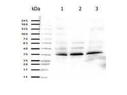 ORAI1 Polyclonal Antibody, Rockland:Antibodies:Primary Antibodies