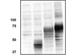ORAI1 Polyclonal Antibody, Rockland:Antibodies:Primary Antibodies
