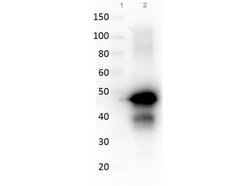 OvalbuminRabbit anti-Chicken, Polyclonal, Rockland 2 mL; Unconjugated:Antibodies,