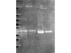 OvalbuminRabbit anti-Chicken, Polyclonal, Rockland 2 mL; Unconjugated:Antibodies,