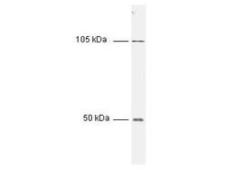 NFkB p50 Polyclonal Antibody, Rockland 25 &mu;L; Unconjugated:Antibodies,
