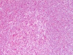 NFkB p65 Polyclonal Antibody, Rockland:Antibodies:Primary Antibodies