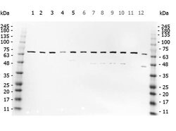 NFkB p65 Polyclonal Antibody, Rockland:Antibodies:Primary Antibodies