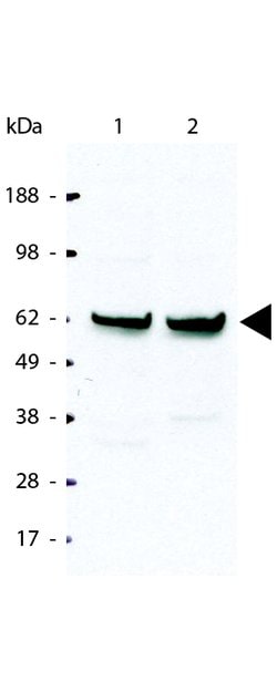 NFkB p65 Polyclonal Antibody, Rockland:Antibodies:Primary Antibodies