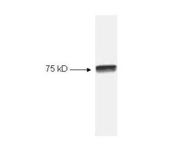 NFkB cRelRabbit anti-Human, Polyclonal, Rockland 100 &mu;L; Unconjugated:Antibodies,