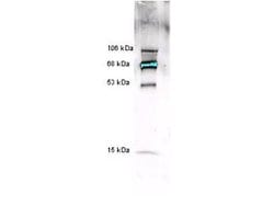 Myeloperoxidase Polyclonal Antibody, Rockland:Antibodies:Primary Antibodies