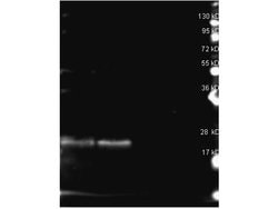 B-PhycoerythrinRabbit anti-Chemical, Polyclonal, Rockland 2 mL; Unconjugated:Antibodies,