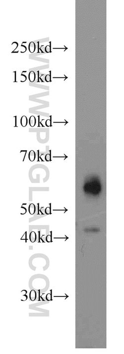 JNK Rabbit anti-Human, Mouse, Rat, Polyclonal, Proteintech:Antibodies:Primary