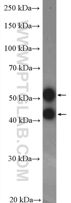 JNK Rabbit anti-Human, Mouse, Rat, Polyclonal, Proteintech:Antibodies:Primary