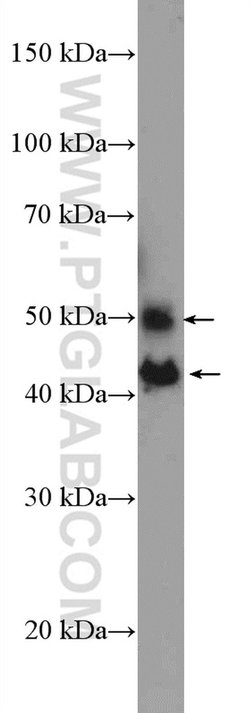 JNK Rabbit anti-Human, Mouse, Rat, Polyclonal, Proteintech:Antibodies:Primary