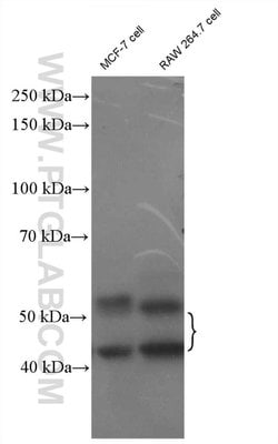 JNK Rabbit anti-Human, Mouse, Rat, Polyclonal, Proteintech:Antibodies:Primary