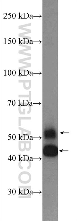 JNK Rabbit anti-Human, Mouse, Rat, Polyclonal, Proteintech:Antibodies:Primary