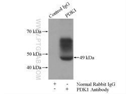 PDK1 Rabbit anti-Human, Mouse, Polyclonal, Proteintech:Anticuerpos:Anticuerpos