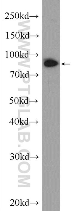 Importin beta Rabbit anti-Human, Mouse, Rat, Polyclonal, Proteintech 150