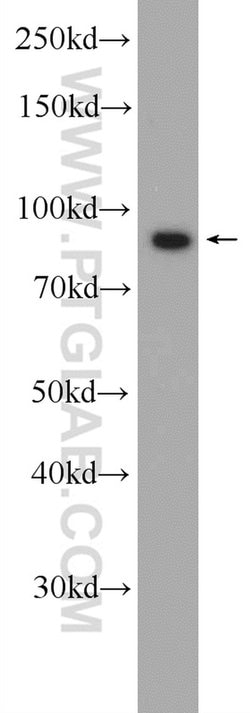 Importin beta Rabbit anti-Human, Mouse, Rat, Polyclonal, Proteintech 150