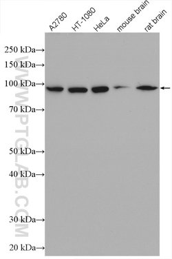 Importin beta Rabbit anti-Human, Mouse, Rat, Polyclonal, Proteintech 150