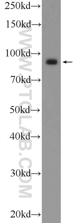 Importin beta Rabbit anti-Human, Mouse, Rat, Polyclonal, Proteintech 150