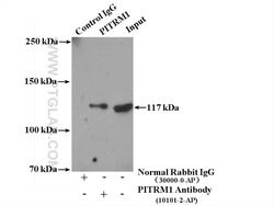 PITRM1 Rabbit anti-Human, Mouse, Rat, Polyclonal, Proteintech 150 &mu;L;