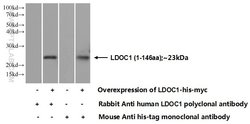 LDOC1 Rabbit anti-Human, Mouse, Polyclonal, Proteintech 150 &mu;L; Unconjugated:Antibodies,