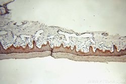 Cytokeratin 15 Rabbit anti-Human, Mouse, Rat, Polyclonal, Proteintech:Antibodies:Primary