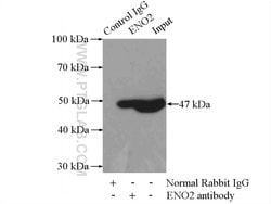 NSE Rabbit anti-Human, Mouse, Rat, Polyclonal, Proteintech:Antibodies:Primary