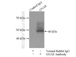 GNAS Rabbit anti-Human, Mouse, Polyclonal, Proteintech 150 &mu;L; Unconjugated:Antibodies,