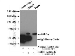 HSBP1 Rabbit anti-Human, Mouse, Rat, Polyclonal, Proteintech 150 &mu;L;
