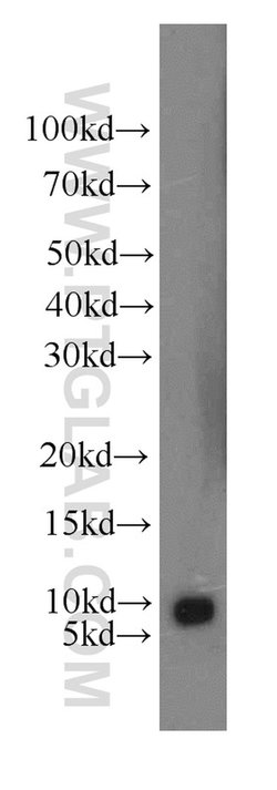 HSBP1 Rabbit anti-Human, Mouse, Rat, Polyclonal, Proteintech 150 &mu;L;