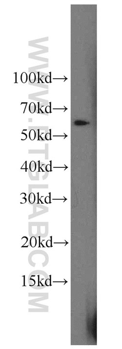 HSBP1 Rabbit anti-Human, Mouse, Rat, Polyclonal, Proteintech 150 &mu;L;