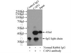 CAPG Rabbit anti-Human, Mouse, Rat, Polyclonal, Proteintech:Antibodies:Primary