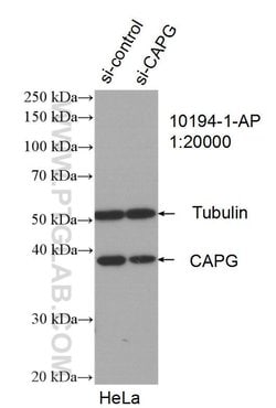 CAPG Rabbit anti-Human, Mouse, Rat, Polyclonal, Proteintech:Antibodies:Primary
