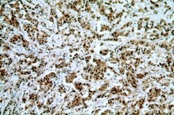 PCNA Rabbit anti-Human, Mouse, Rat, Zebrafish, Polyclonal, Proteintech